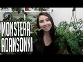 Monstera Adansonii Complete Care + Propagation Guide