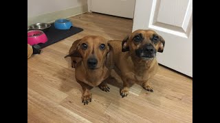 Pups birthday! Subs = puppy treats