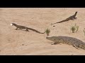 Crocodile Tries Fighting Off 2 Monitor Lizards to Protect Eggs