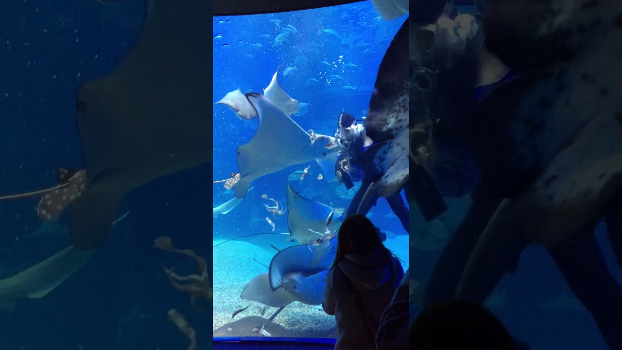 Aquarium 海遊館 すごい エイのお腹どうなってるの ダイバーとお話し エイに餌やり Youtube
