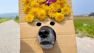 春の遊びにつき合ってくれる犬。