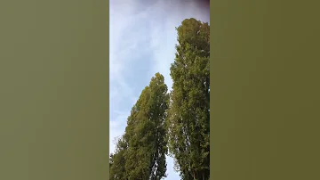 صوت حفيف الأشجار لمحبي الطبيعة والاسترخاء 