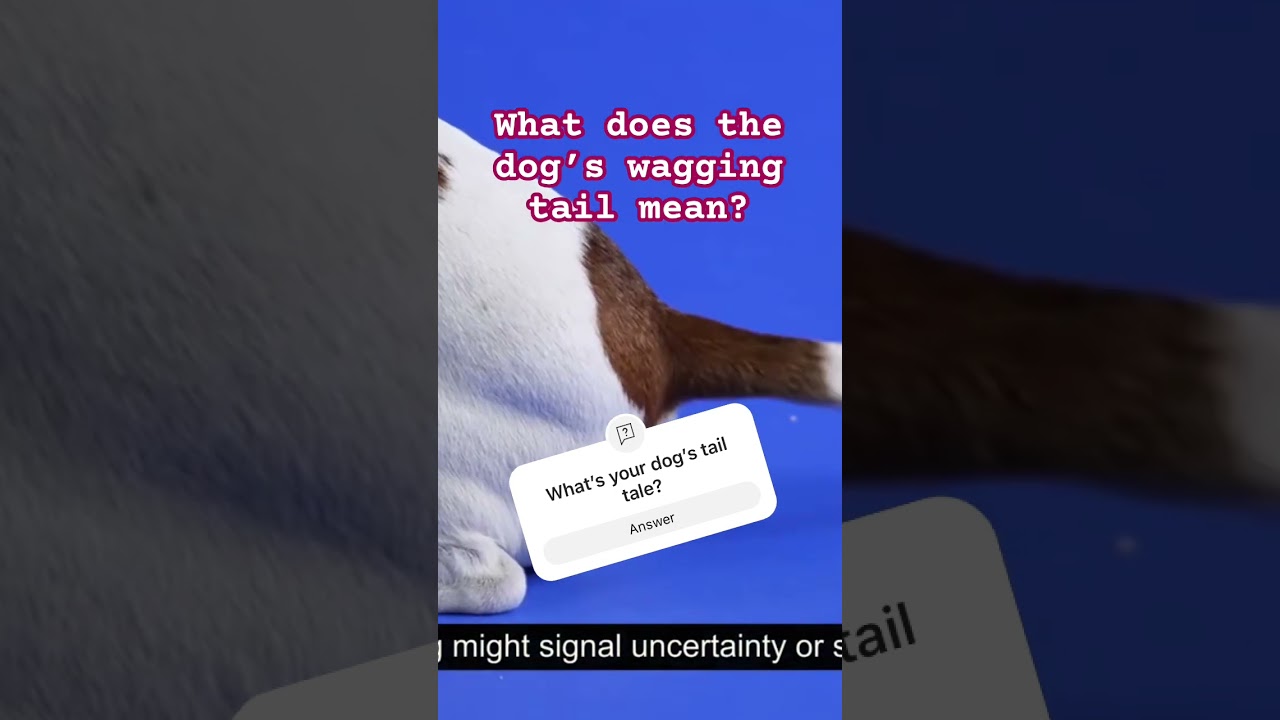 What does your dog’s wagging tail mean? 