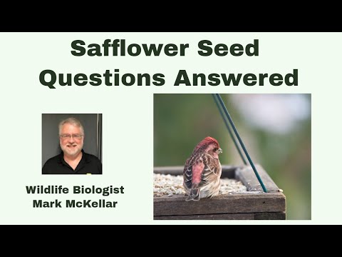 Safflower Questions Answered