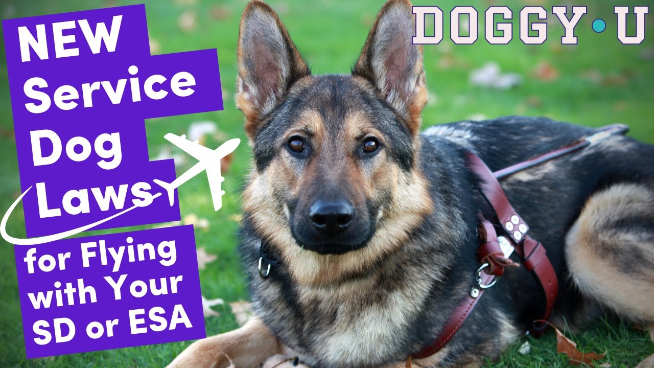 NEW Service Dog and ESA Laws for Flying with Your Dog (& How to Fill