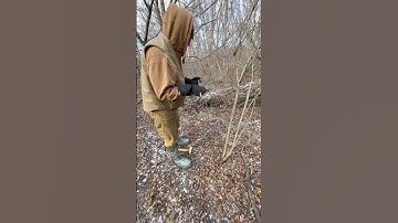 We’ve been doing a little predator control! How money does this set look? #youtubeshorts #trapping