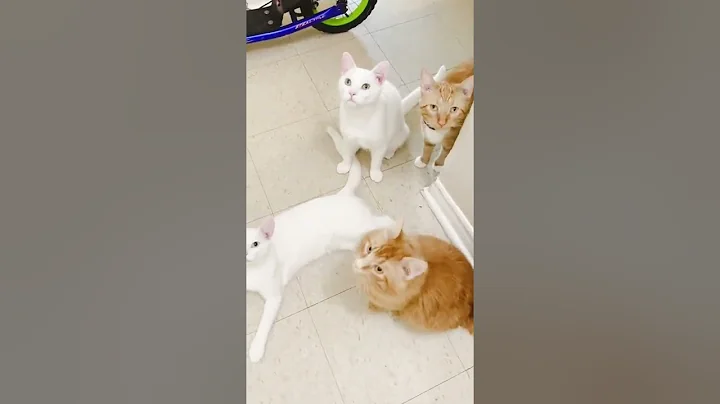 Watch the video about Cats meowing adorably waiting for catnip