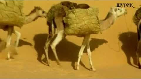 Караван минус. Верблюжья битва в исламе. Бумер караван идет. Караван 2 перевал. Бумер караван идет.