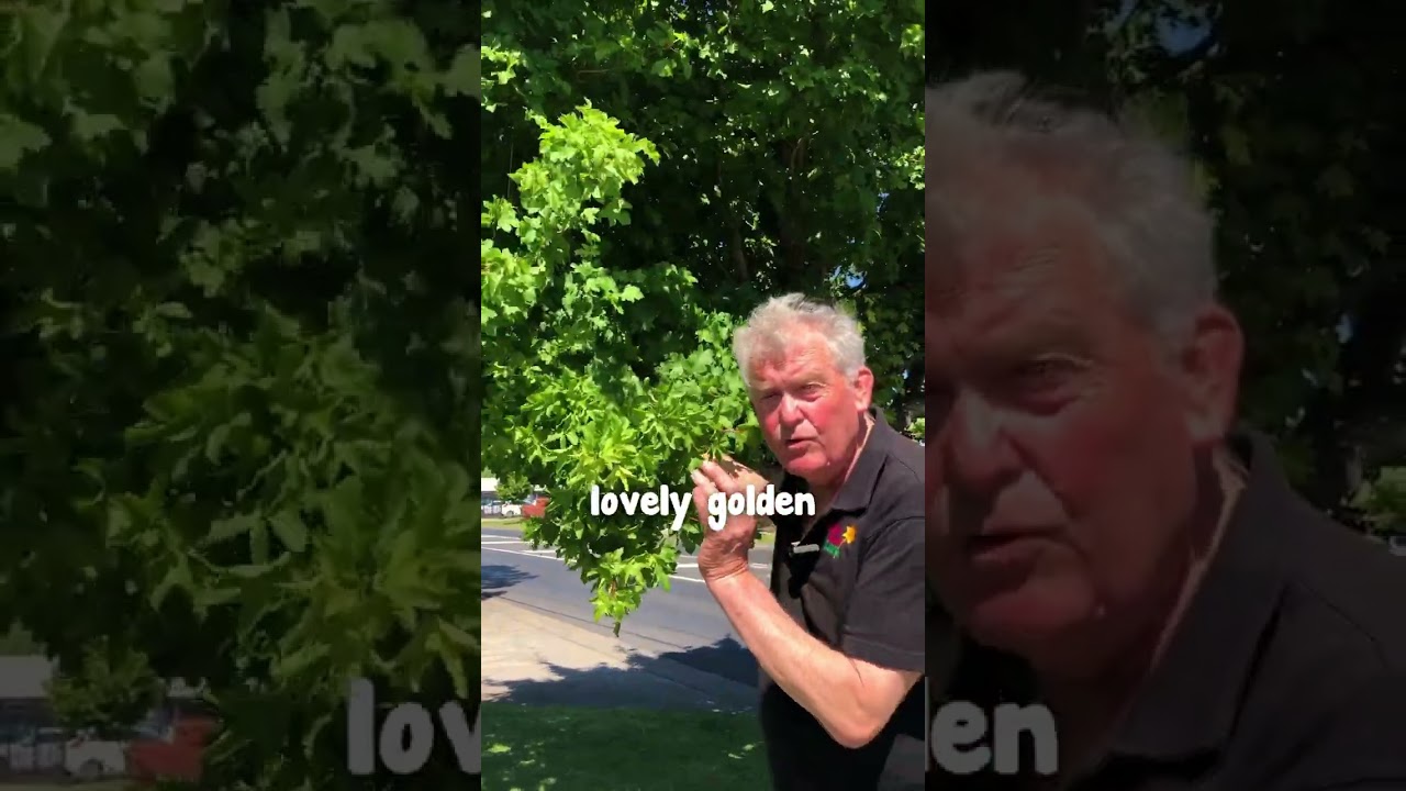 Do You Want a Really Hardy Japanese Maple? Plant the Common Field Maple