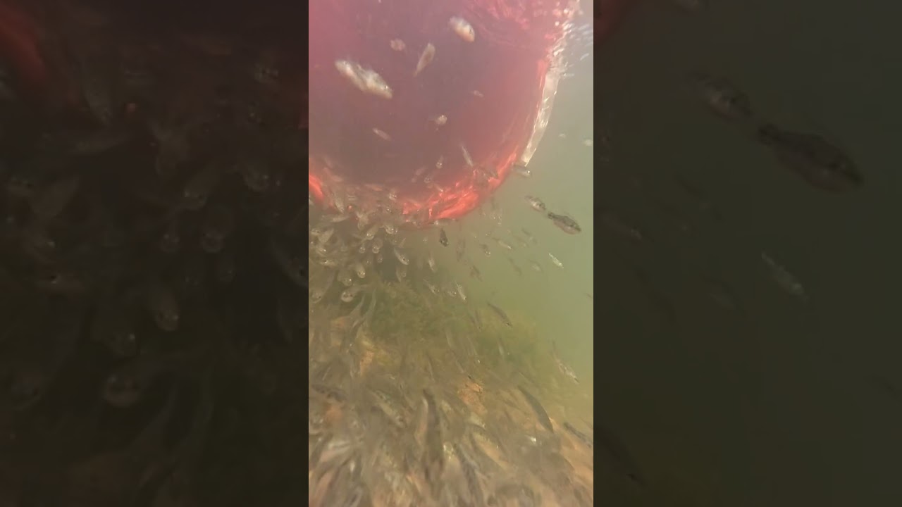 It&rsquo;s beginning to look a lot like &lsquo;Codmas&rsquo;!