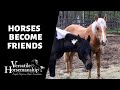 HORSES BECOME FRIENDS // Versatile Horsemanship