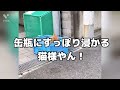 【犬vlog】町のパトロールわんこ #ポメラニアン  #いぬとねこ