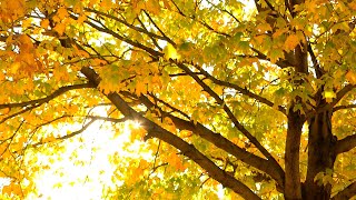 Yellow leaves on tree