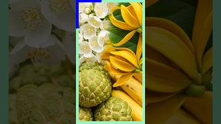 Harichampa: The Heavenly Scent of Ylang-Ylang Vine #shorts #flowers #india #perfume