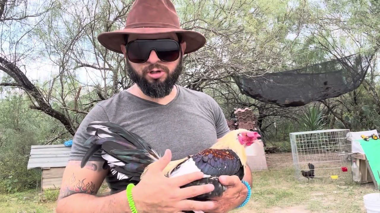 Como Desparasitar interna y externamente a nuestros ejemplares #gallosfinos