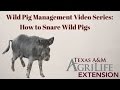 How to Snare Wild Pigs