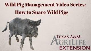 How to Snare Wild Pigs
