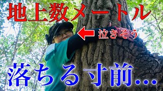 うそでしょ...ウロから信じられない数のオオクワが....【オオクワ採集】