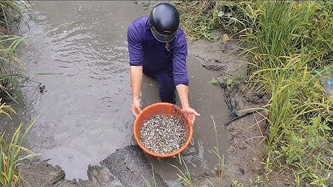 Giải cứu cá rô đồng (T79) hàng triệu con cá non 