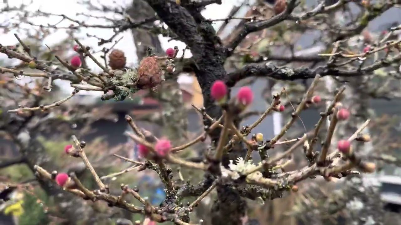 Massive Larch Forest