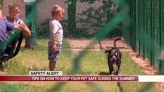 Vet talks pet safety in the summer heat