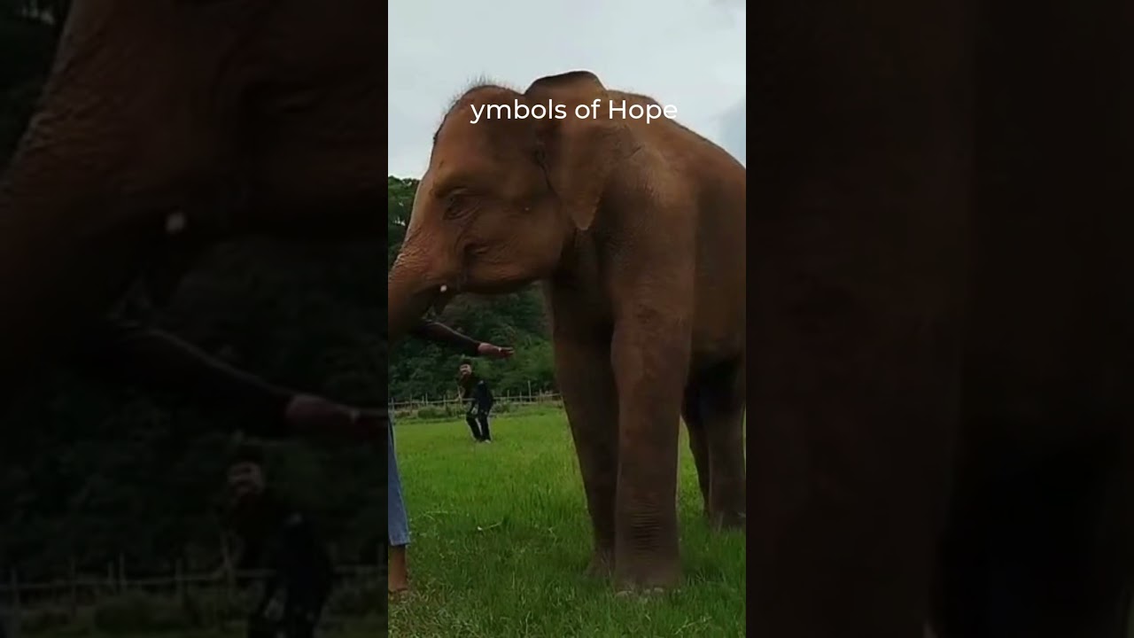 From Rescue to Freedom: Elephants Living Their Best Life 
