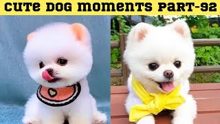 Cute dog moments Compilation Part 92| Funny dog videos in Bengali by Askoholic Shorts বাংলা 7 days ago 8 minutes, 5 seconds 52,177 views