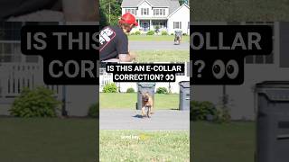 What an E-Collar Correction Actually Looks Like