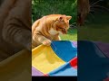 Happy Kitten Adventure 🐱✨ | With Mama Cat #Shorts #CuteCats #CatStory #CatFamily #CatLovers