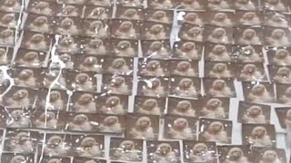 Billie Eilish Hand Painted CDs