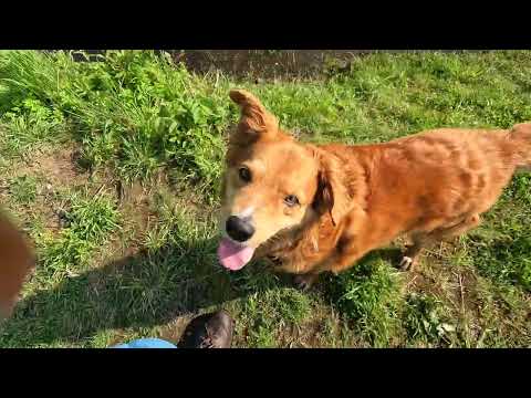 Rufus geht baden. (Extra langes Video für Hundefans)