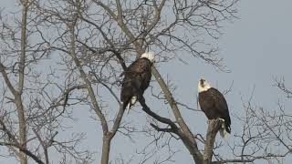 The Bald Eagles D5 and &quot;Mom&quot; Eagle  communicating.