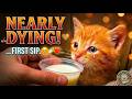 Baby Kitten Drinking Milk for the First Time 🐱🍼