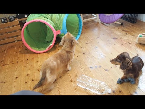 ダックス多め ダックス多め