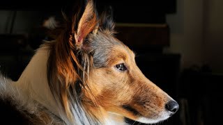 Helping Your Sheltie Cope with Separation Anxiety