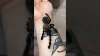 How Spiders Regrow Lost Legs #goodtoknow #vet #medicine #funfacts #lifehacks #survival #educational