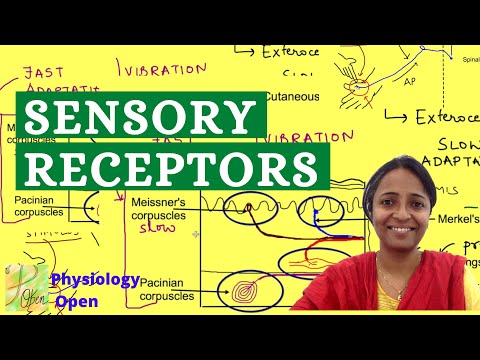 Classification of Sensory receptors | Sensory Physiology mbbs 1st year lecture | CNS physiology