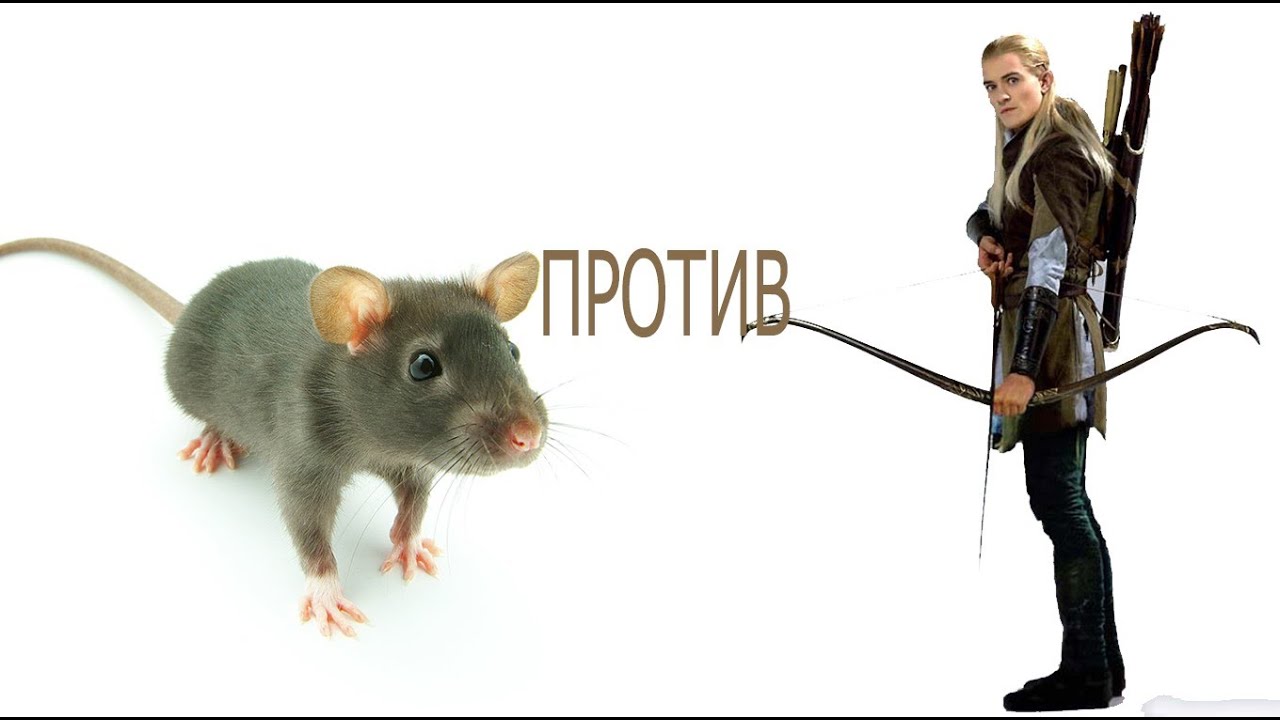 Путин крыса картинки