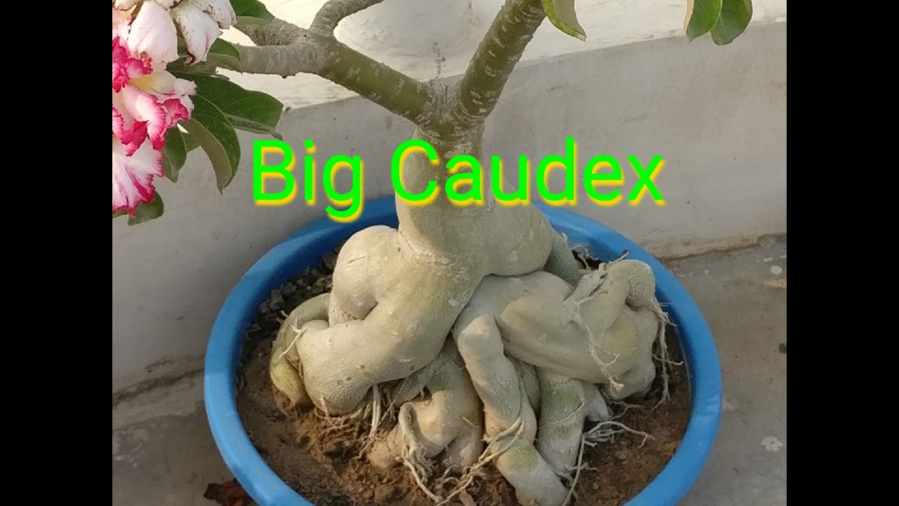  how to grow Big Caudex Big Caudex when to grow big caudex