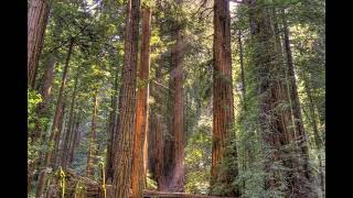 Stand Among Giants in Muir Woods