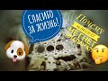 Клапана не гнет Рено Сценик 2 дизель! Спас собаку 🐕 и турбину🐌. Далее электрика.  По низу рынка.