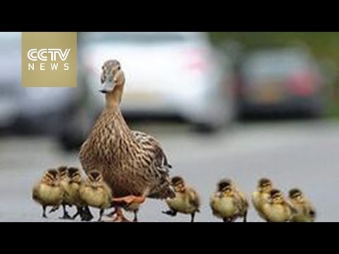 Have you seen ducks cross the road? Hqdefault