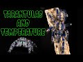 Your Tarantula Isn&rsquo;t Cold... It&rsquo;s Cooked.