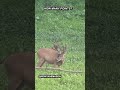 Huge buck 👀 #hunting