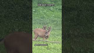 Huge buck 👀 #hunting