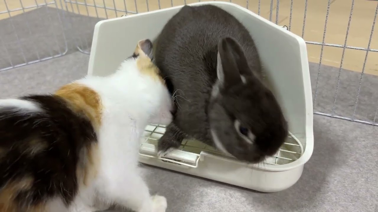 ウサギのピコと拾った子猫の夏みかん、邂逅動画 - YouTube