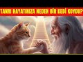 Tanrının Hayatınıza Bir Kedi Koymasının 12 ŞOK EDİCİ Nedeni