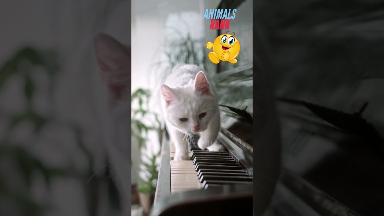 cat piano running happy slow motion😾 