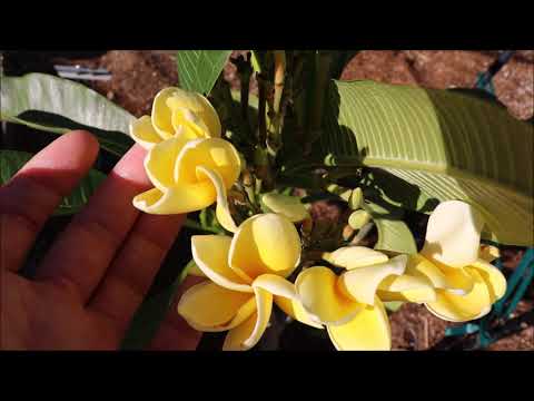 Video: Plumeria lillede tõrkeotsing – miks Plumeria lilled maha kukuvad