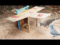 Creative DIY Quick Bird Trap - Build Bird Trap Technology Make from Blue Pipe N Cardboard